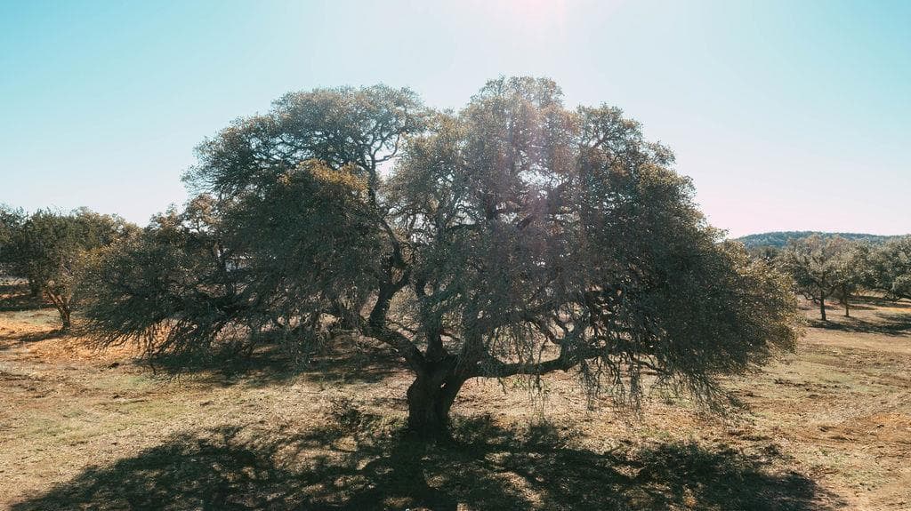 268  Kinnikinik Loop