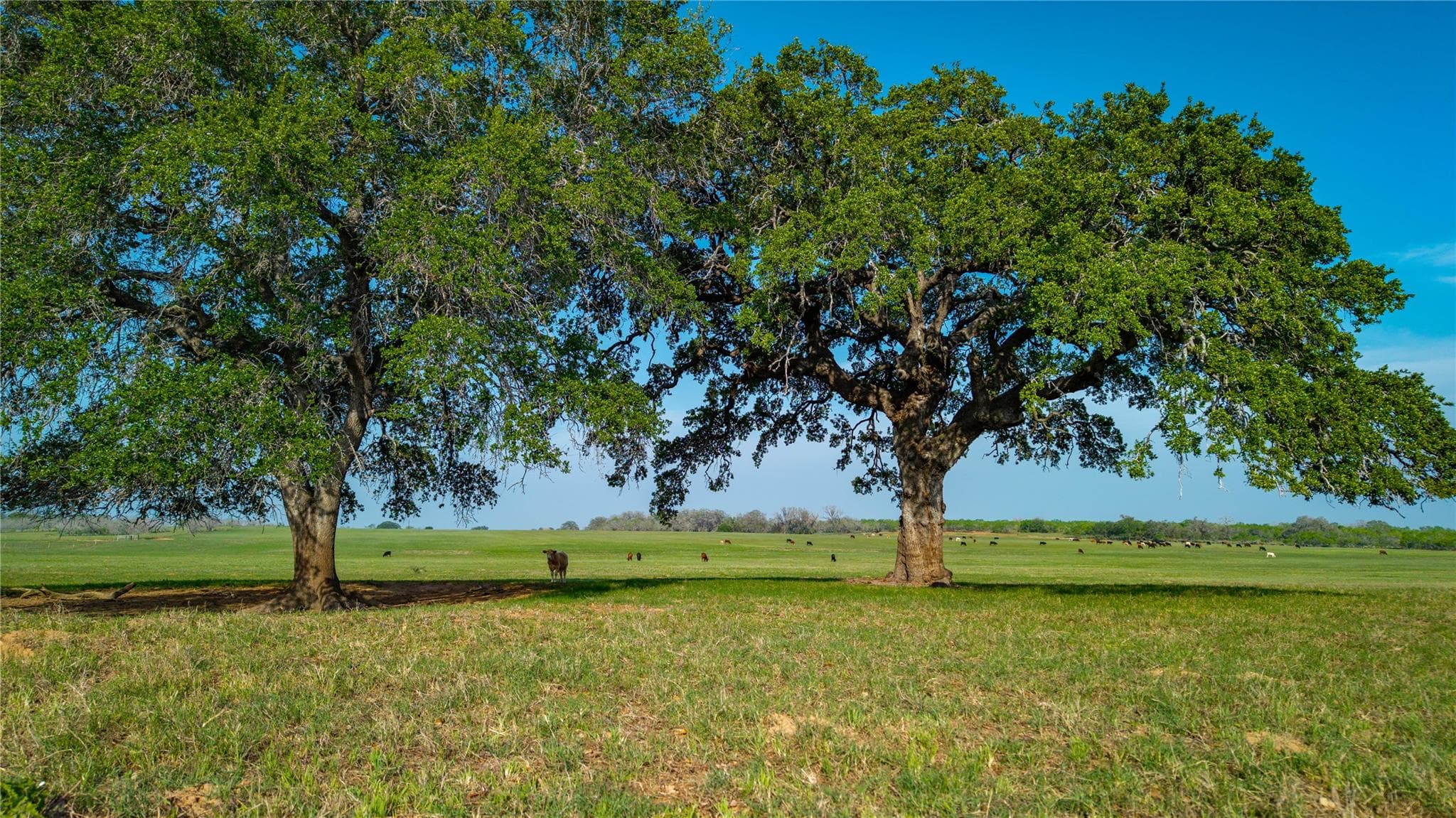 TBD County Road 404 None