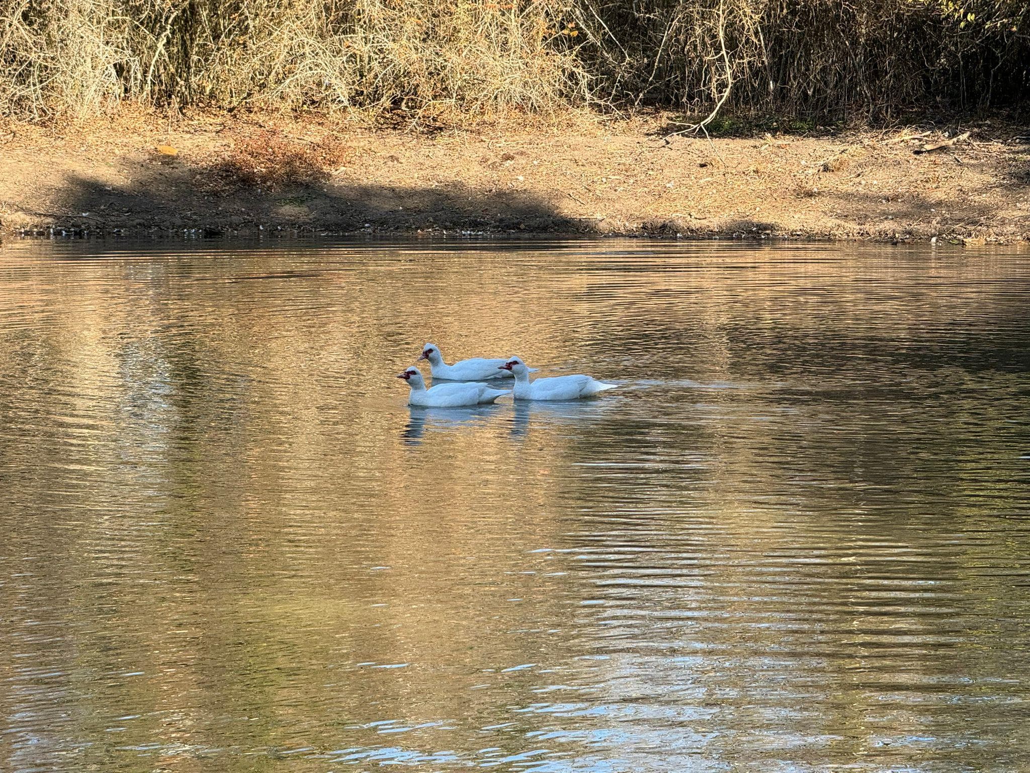 8405  Taylorsville Rd