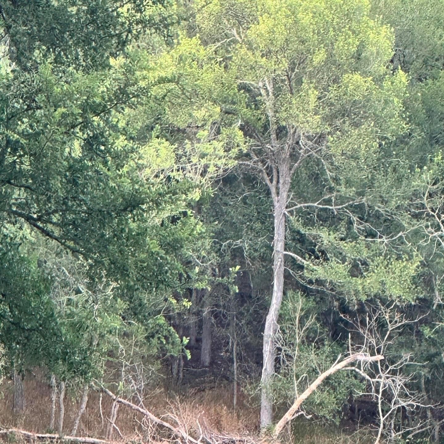 lot 676 Kaukonahua Ln