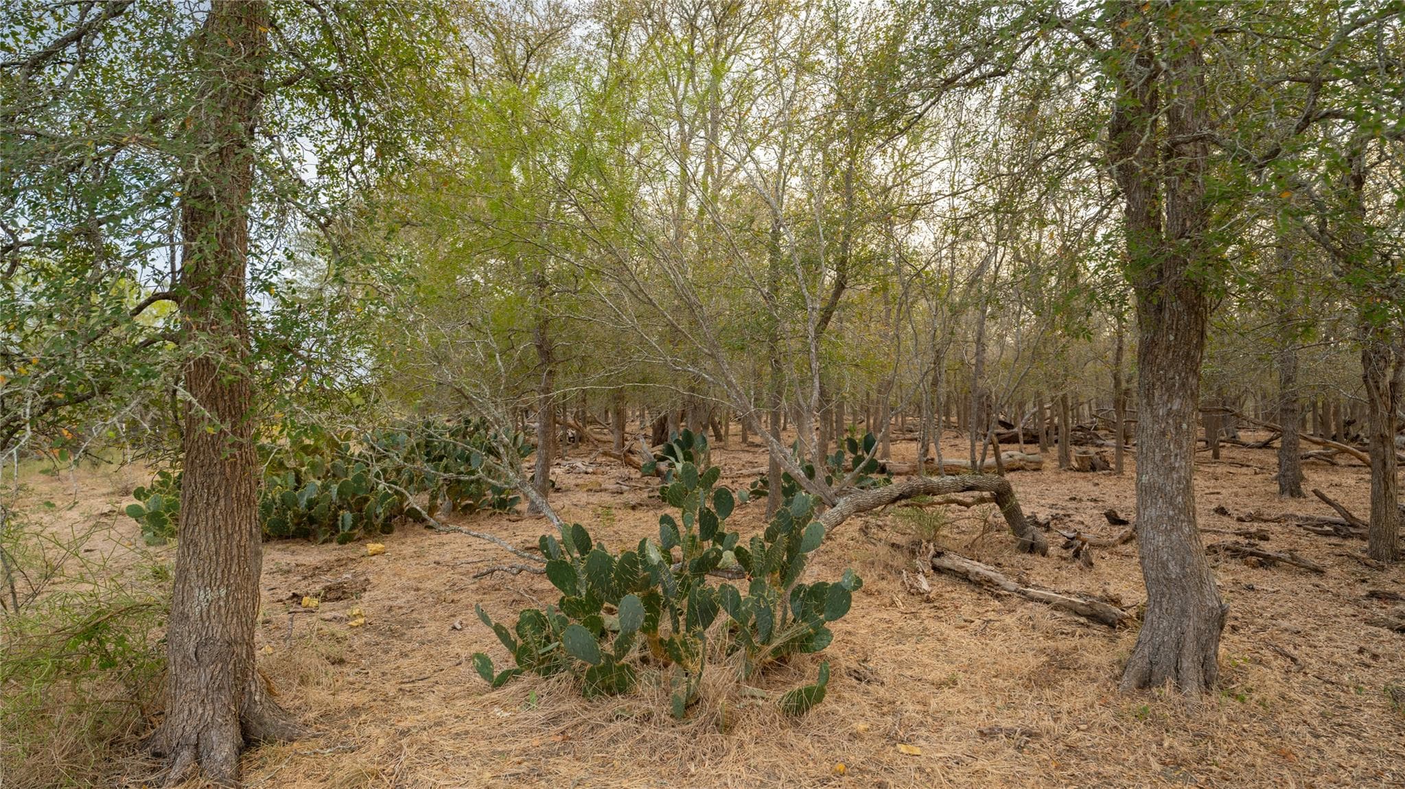 3980 (Tract 5) Fm 3158 None