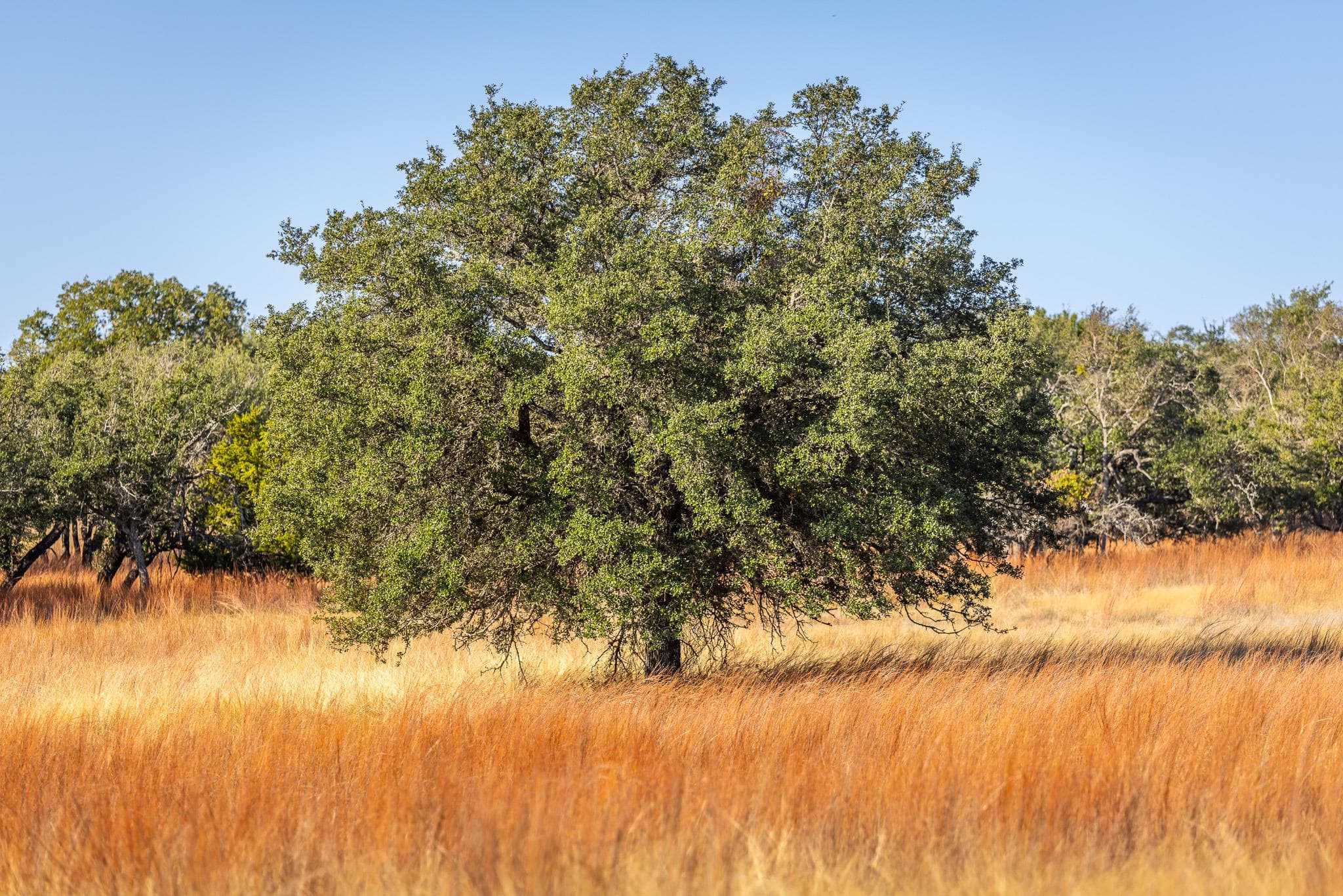 1260  County Road 2001 None