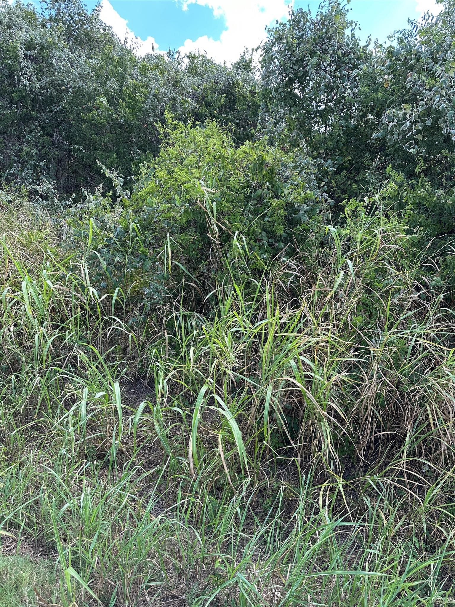 TBD  Pine Hill Loop Loop