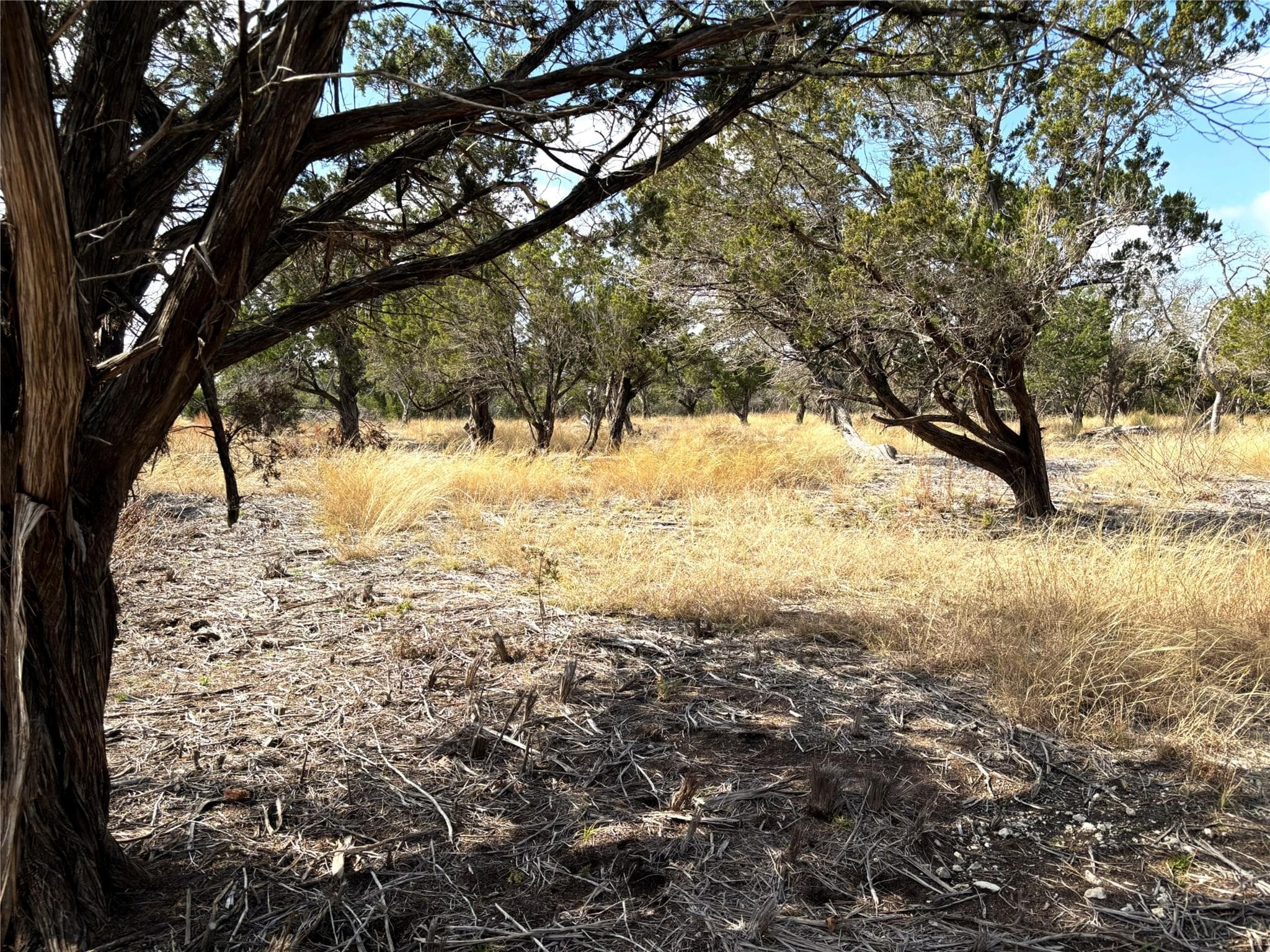 Tract 7  Burnet Oaks None