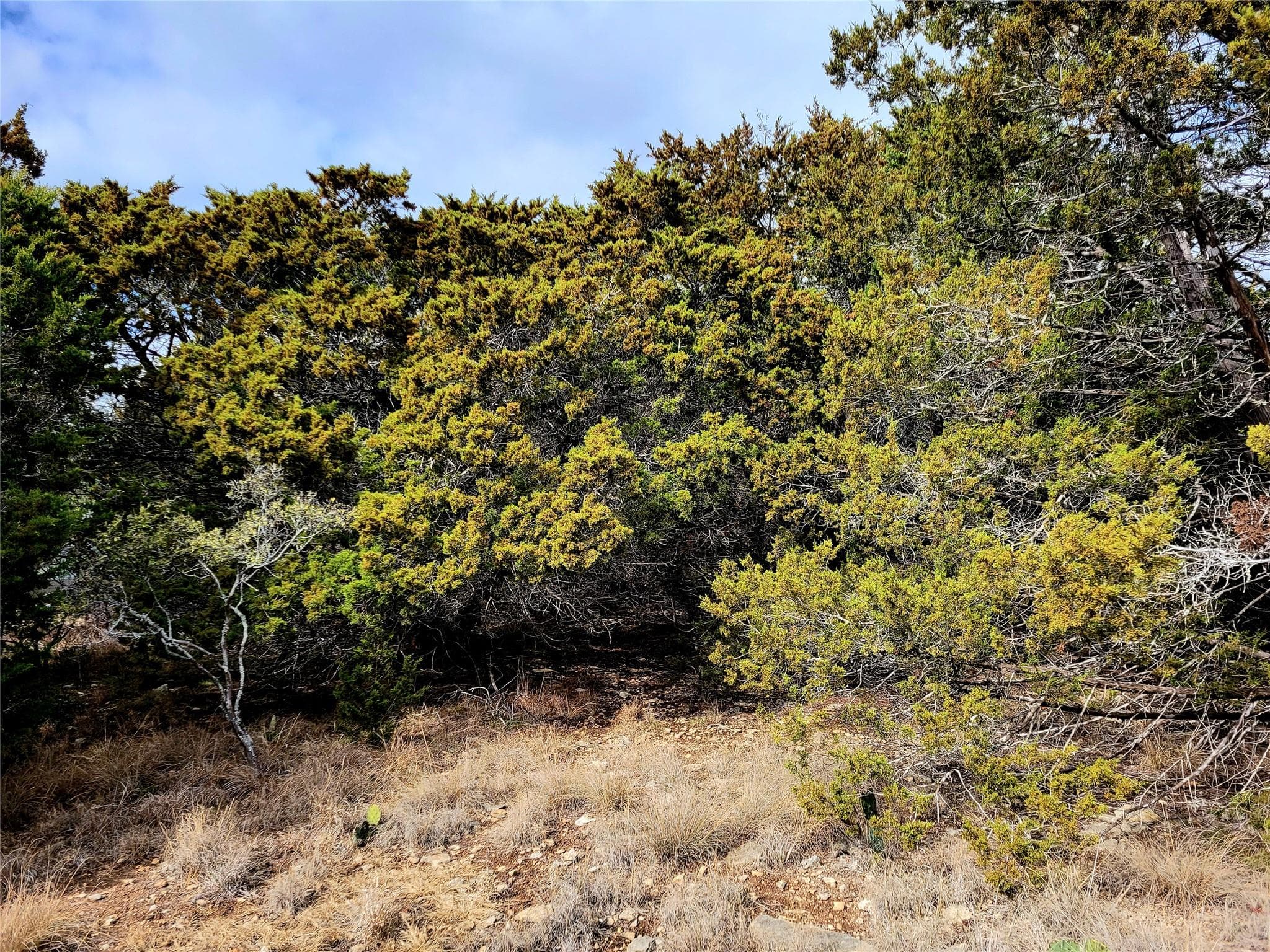 2066  Stallion Springs Dr