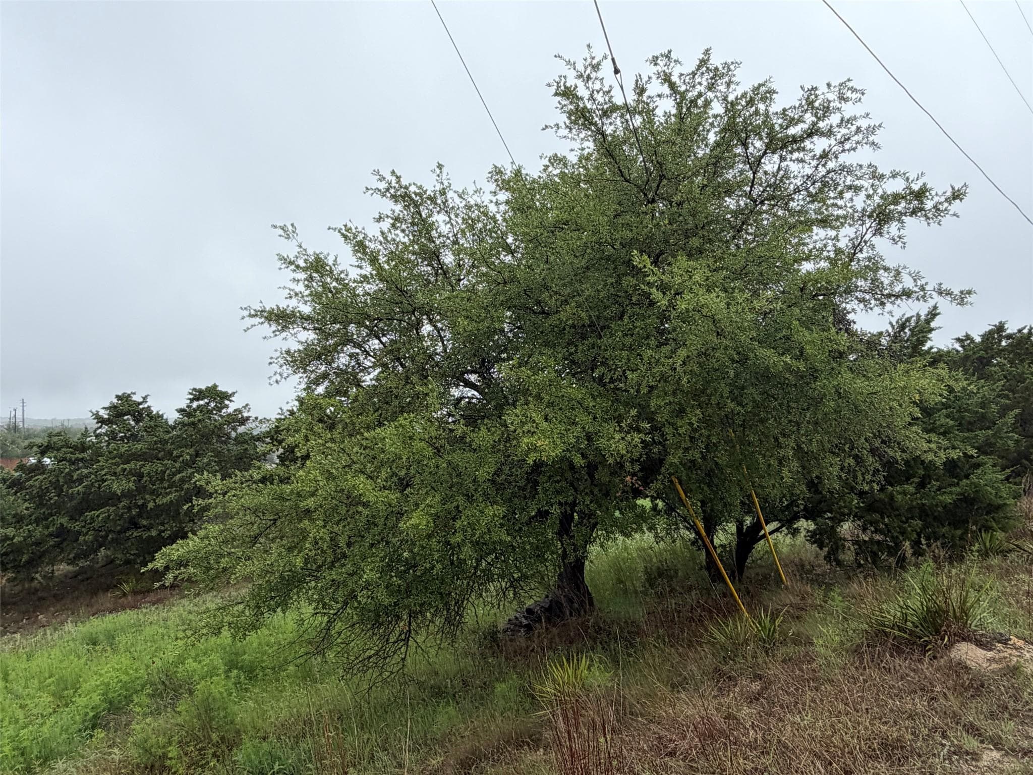 17408  Lake Wood Cir