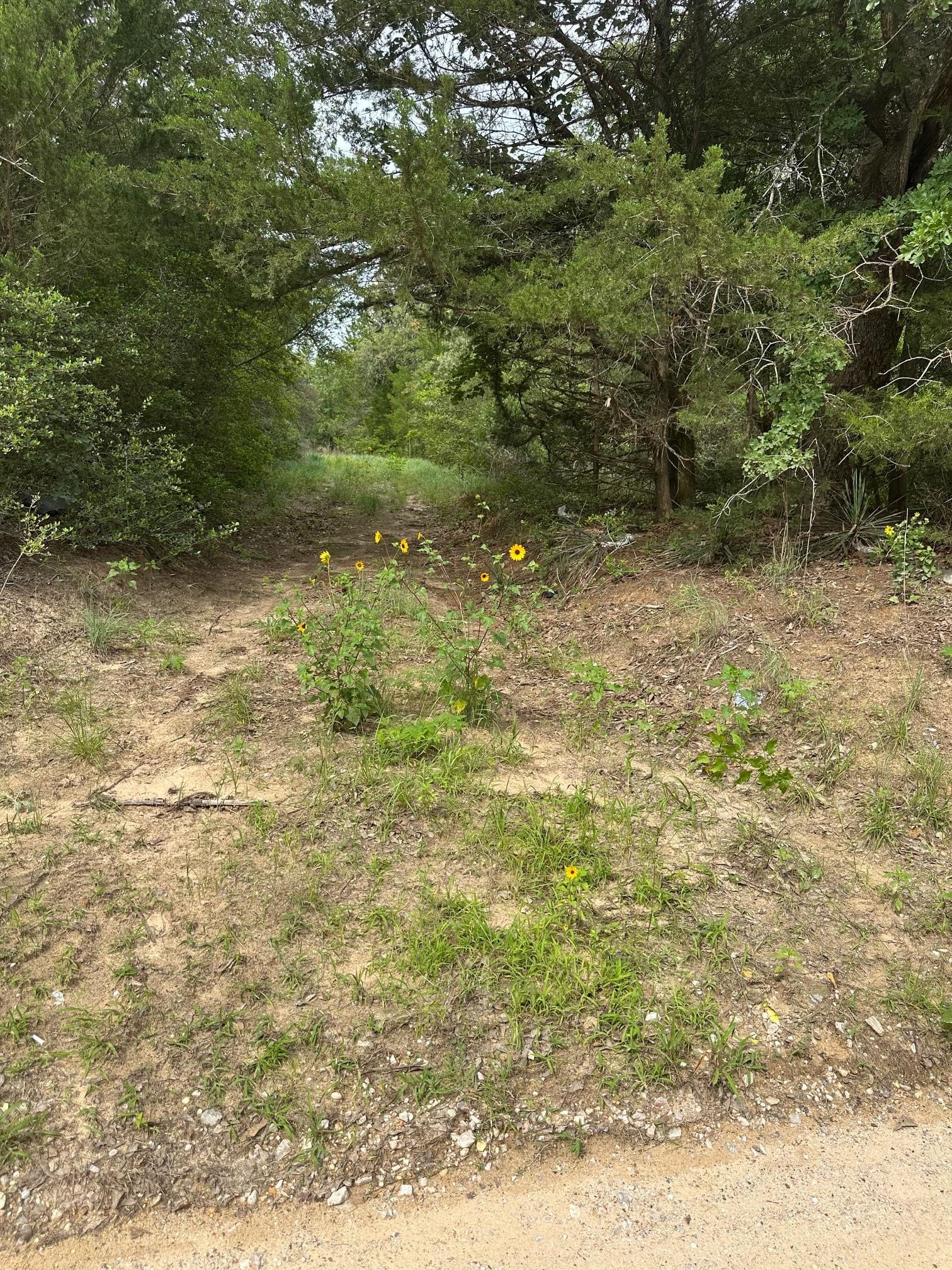 Lot 58-61 Pecan Dr