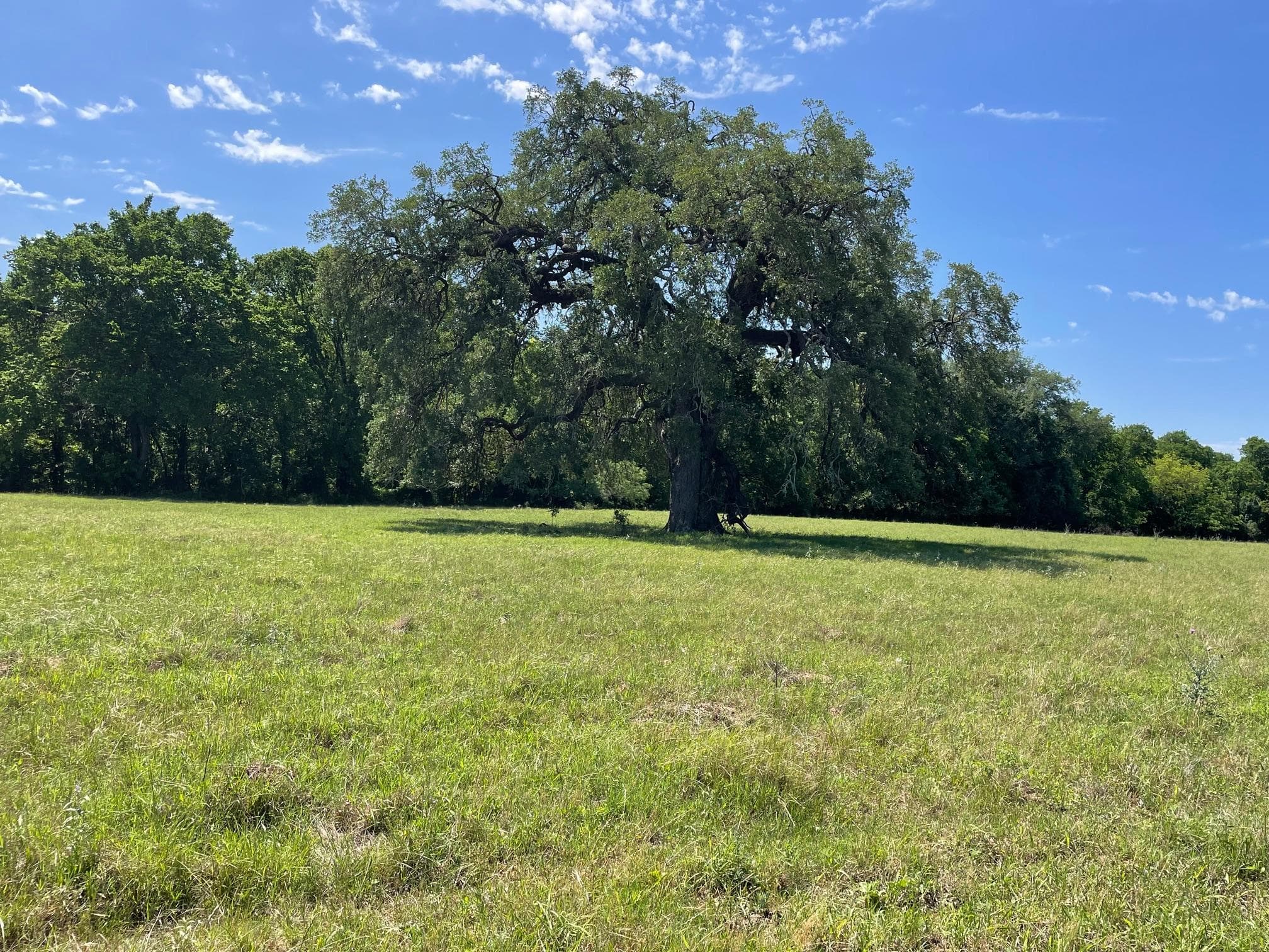 TBD 144.45 acres None
