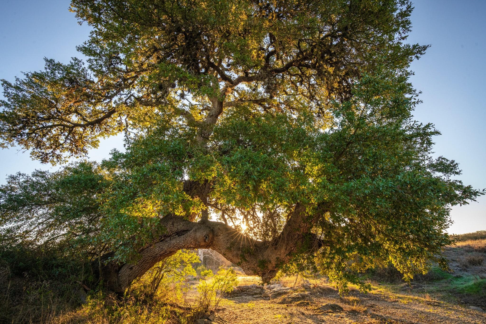 000 Ranch Road 12 None