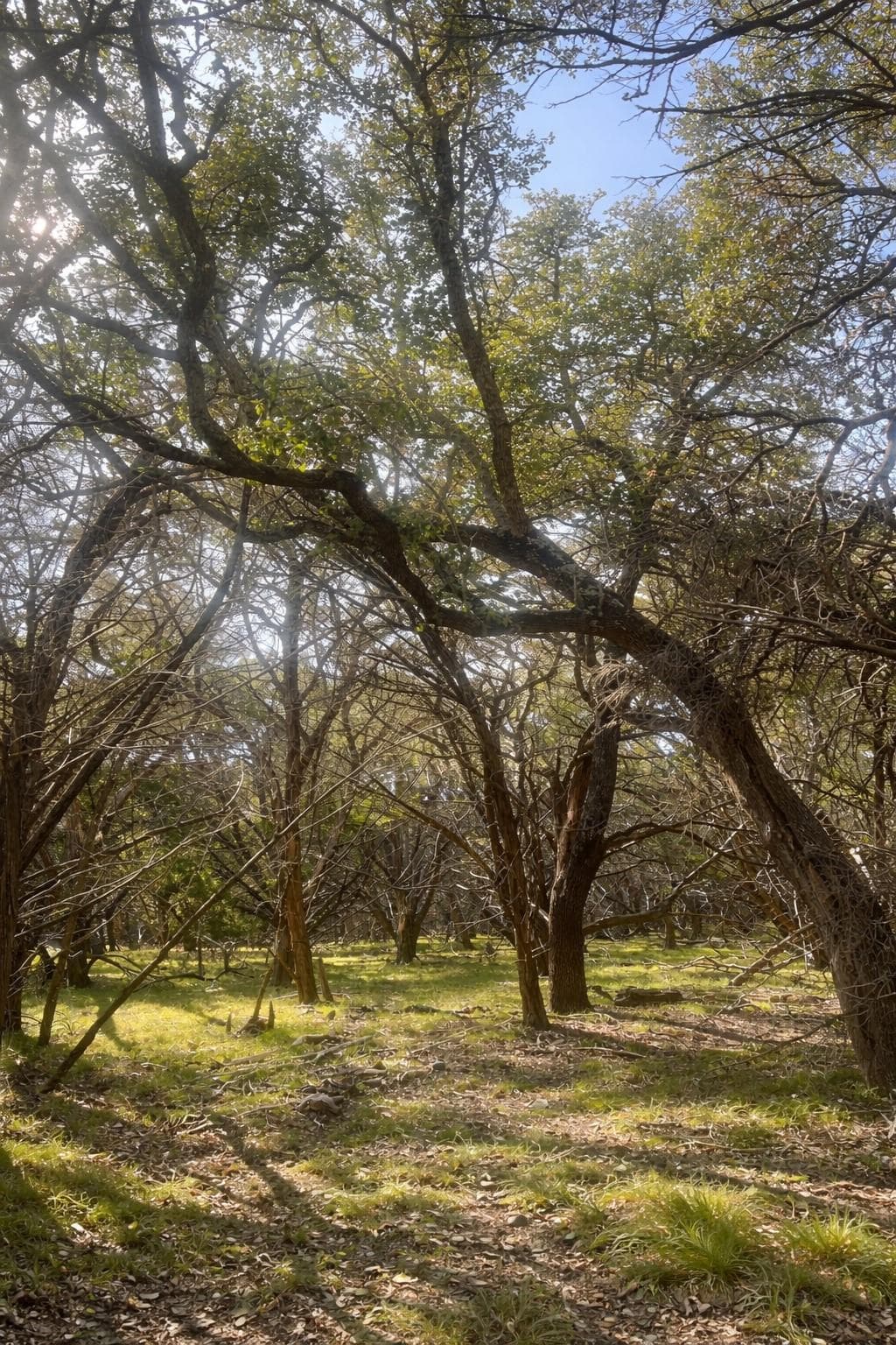 4314 County Road 108 None