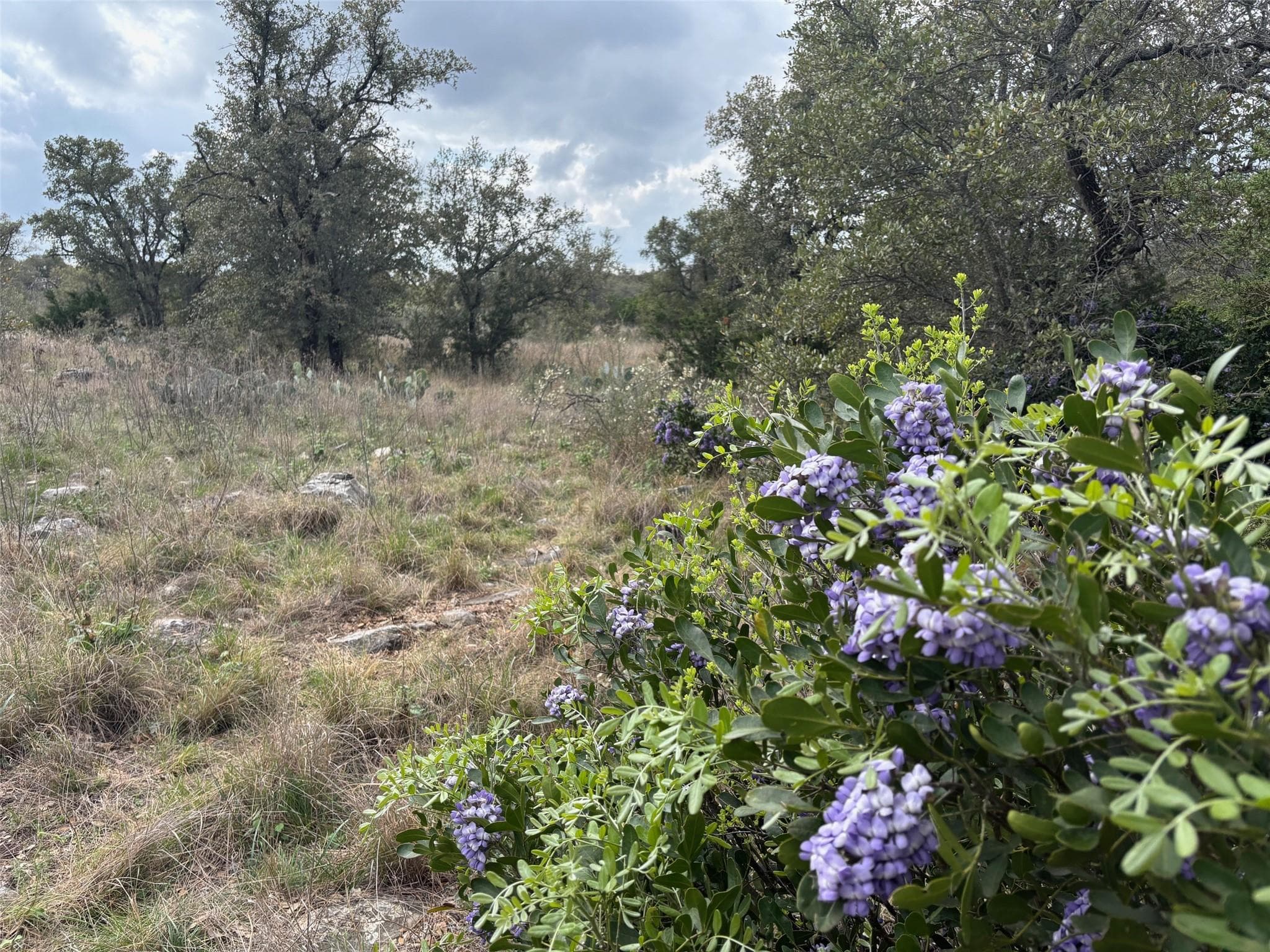 Lot 34 Eagle Feather None