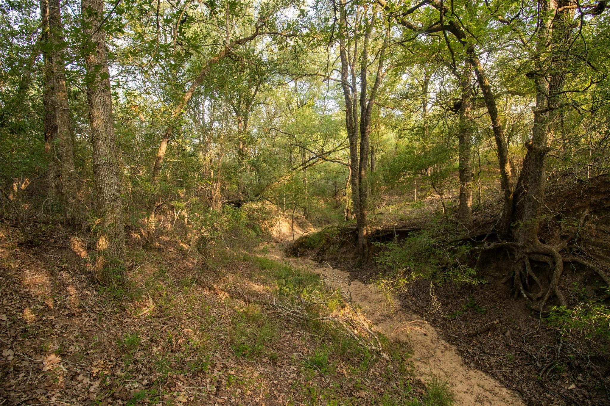 438 Firefly Field Ln