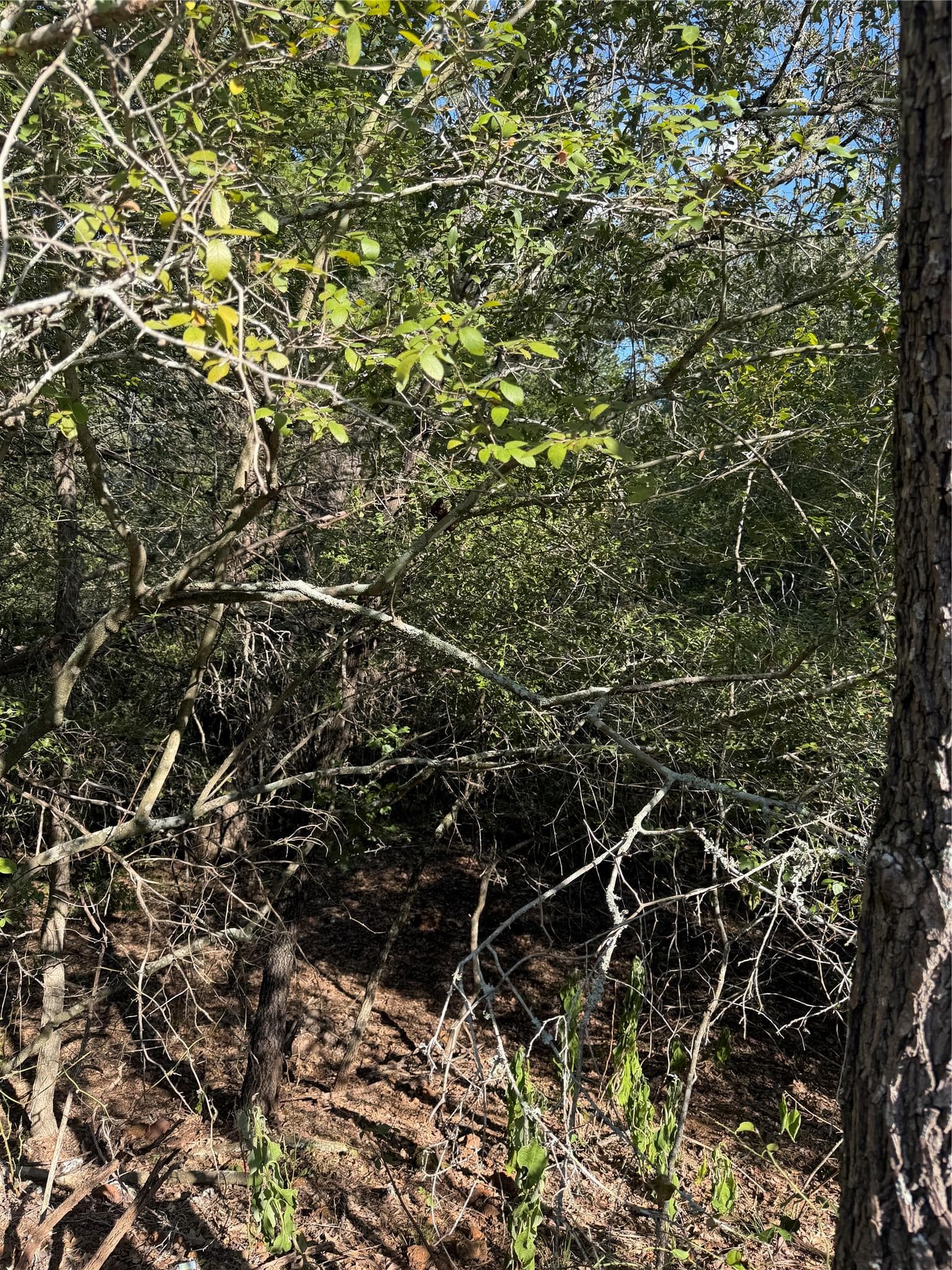 Lot 189 Kaelupulu Dr